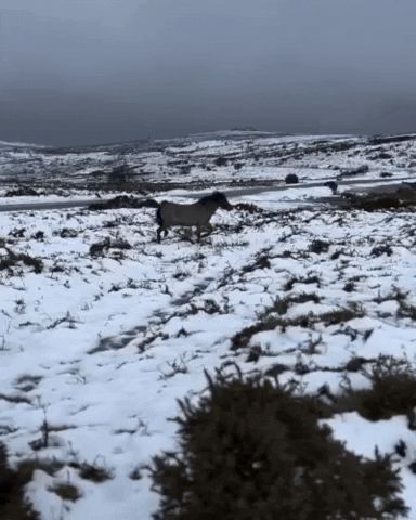 Snow Horse GIF by Storyful