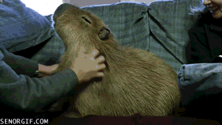 What is your favorite organism?