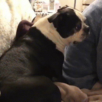 animals animal part creatures GIF