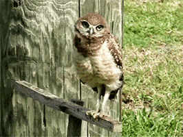 Night Owl Radio Gifs Get The Best Gif On Giphy