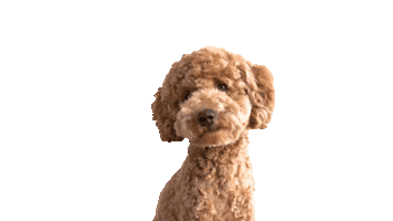 Poodle Sticker