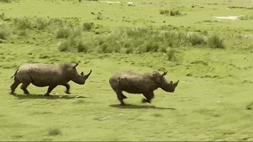 Environment Rhino GIF by Mic
