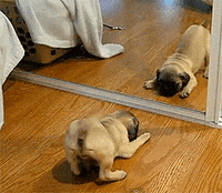 Cute-little-dog GIFs - Get the best GIF on GIPHY