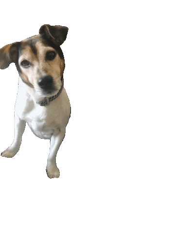 Tyson Sticker by helpinganimalsromania