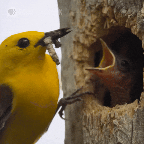 Hungry Pbs Nature GIF by Nature on PBS