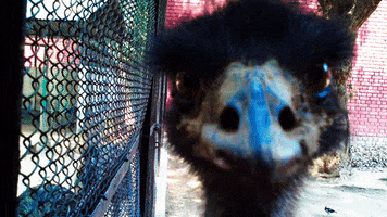 mostafiz bird zoo emu GIF