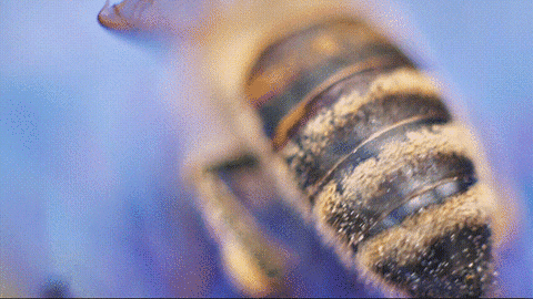 motion bee GIF