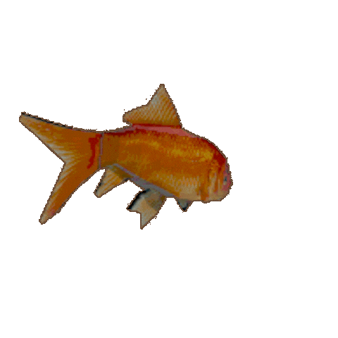 3D Goldfish Sticker