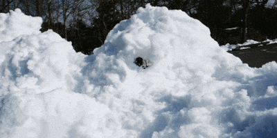 Video gif. An adventurous corgi pops its head out from underneath a mound of snow. 