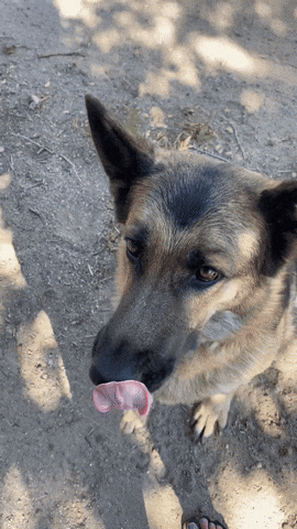 WoofWell GIF