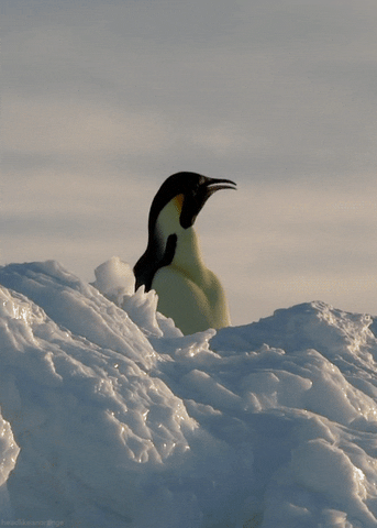 emperor penguin GIF by Head Like an Orange