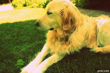Golden Retriever Love GIF