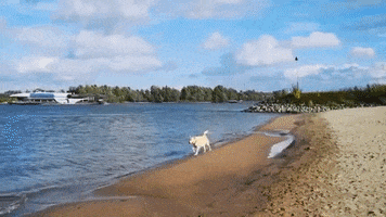 fun dog beach swimming labrador GIF