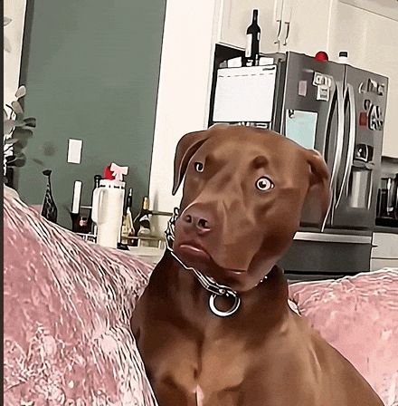 Dog Face GIF