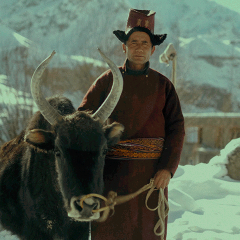 Budvar GIF
