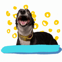 Laugh Lol GIF by Greyhound Rescue