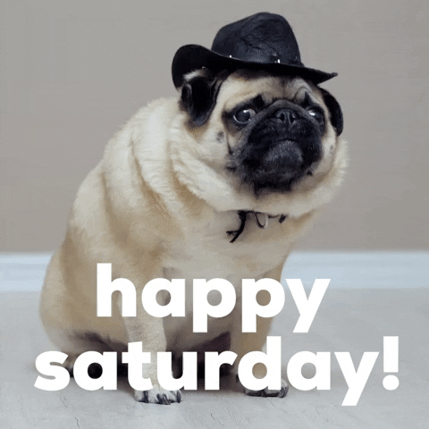 Video gif. Chubby pug wearing a black gangster's hat licks his nose in slow motion, looking back and forth with a side-eyed expression that's worried or concerned. Text, "Happy Saturday!'
