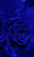 rosa azul GIF