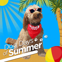 Using Gifs To Introduce You To Dog Days