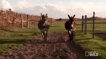 incredible dr pol donkey GIF by Nat Geo Wild