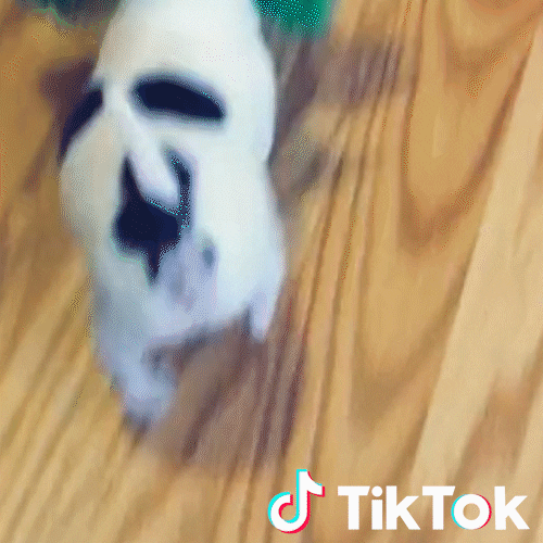 Dog Pet GIF by TikTok Italia
