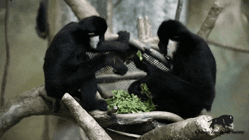 Sibling Rivalry Fighting GIF by Brookfield Zoo