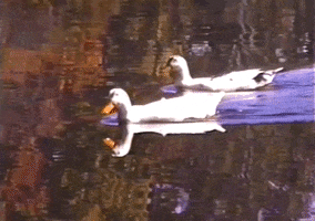 Swan GIF by Wednesday