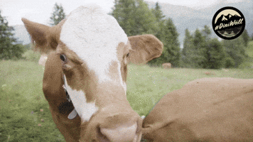 Cow Switzerland GIF by Jungfrau Region
