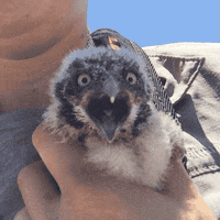 Oh My God Reaction GIF by San Diego Zoo