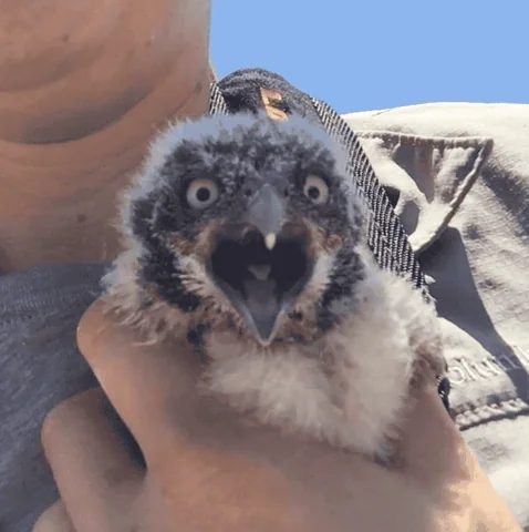 GIF by San Diego Zoo Wildlife Alliance
