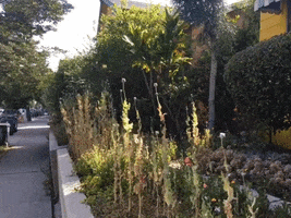 perfect loop poppies GIF by Justin