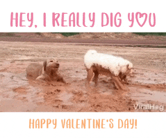 Digging Valentines Day GIF by Impact Dog Crates