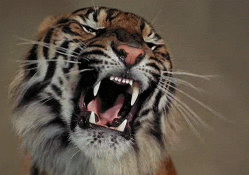 Wild Tiger GIF - Find & Share on GIPHY