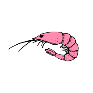 Shrimp Sticker by Goteborgcom