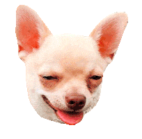 Chihuahua Deal With It Sticker