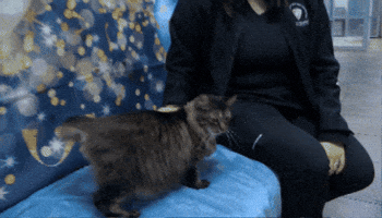 Cat GIF