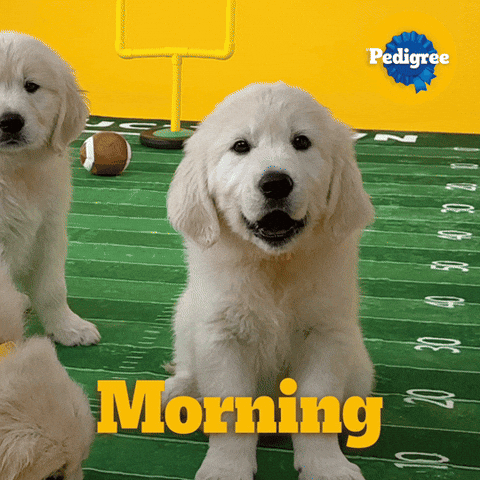 Dog Food GIF by PEDIGREE US