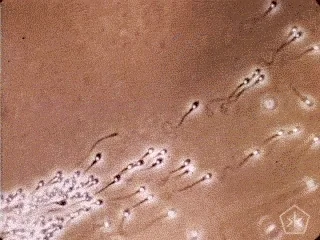 open knowledge footage GIF