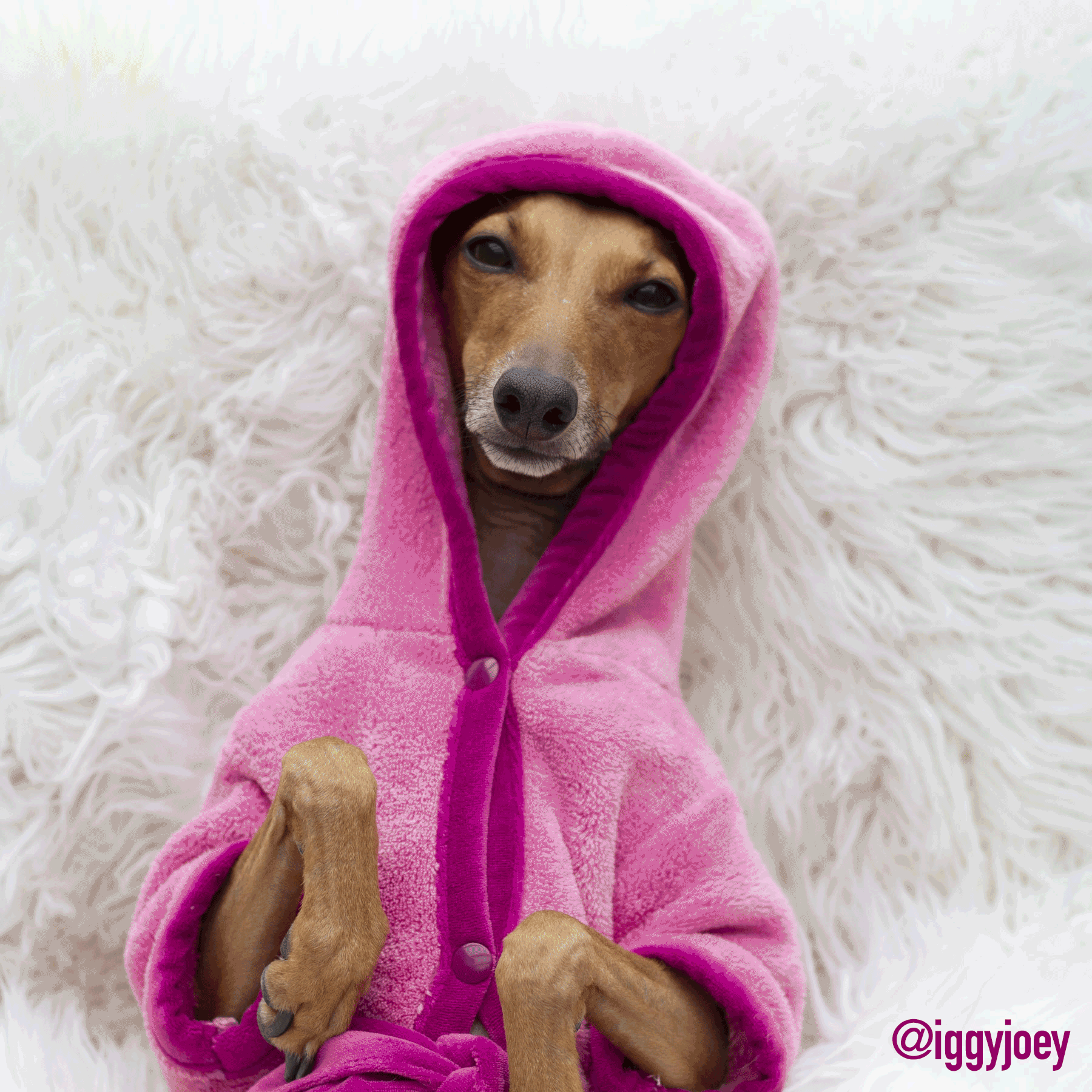 Italian Greyhound Dog GIF - Find & Share on GIPHY