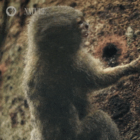 Amazon Monkey GIF by Nature on PBS