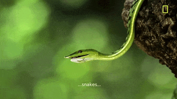 Brie Larson Snake GIF by National Geographic Channel