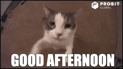 Good Afternoon Reaction GIF by ProBit Global - Find & Share on GIPHY