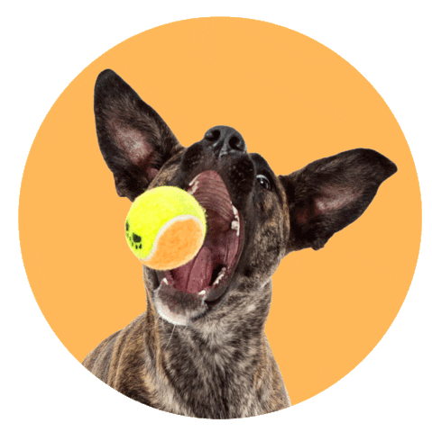ZOZO Pets Sticker