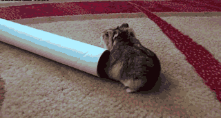 Video gif. Fat hamster tries to crawl into a tube to play but can't make it in and instead, gets toppled onto their back. They flounder on the floor for a bit before finally righting themselves.