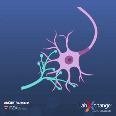Biology Nerves GIF by LabXchange