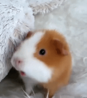 eduardoporto GIF