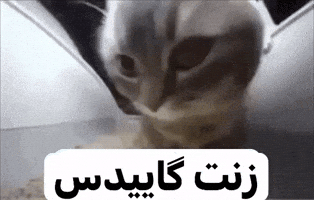 Ur Wife GIF