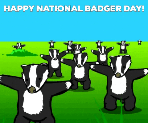 badger day