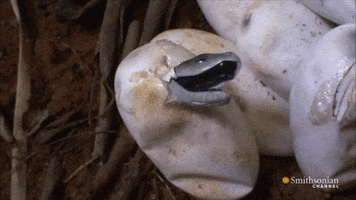 baby black mamba hatching