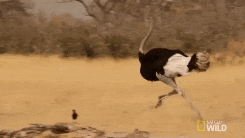 National Geographic Running GIF by Nat Geo Wild - Find & Share on ...